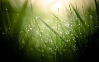 Dew drops on grass [2] wallpaper 2560x1600 jpg