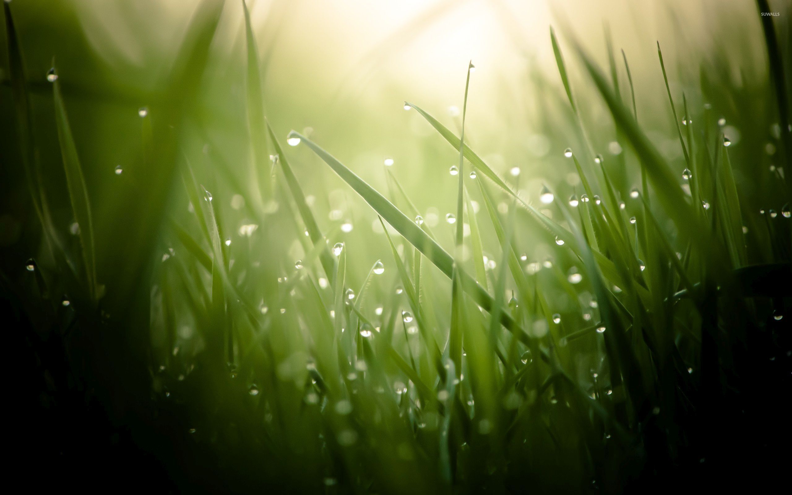 Dew drops on grass [2] wallpaper - Photography wallpapers - #32943