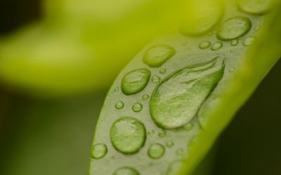 Dew drops on green leaf wallpaper