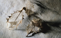 Dry leaves wallpaper 1920x1200 jpg