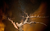 Dry tree agains the starry sky wallpaper 2560x1600 jpg