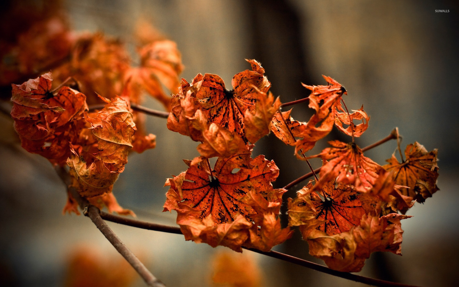 Drying Leaves Wallpaper Photography Wallpapers 15456