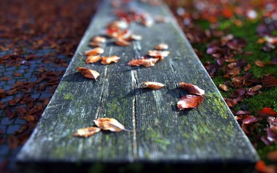 Fallen leaves wallpaper