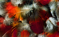 Feathers [5] wallpaper 1920x1200 jpg