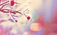 Frosty branch wallpaper 2560x1600 jpg