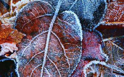 Frosty leaves Wallpaper