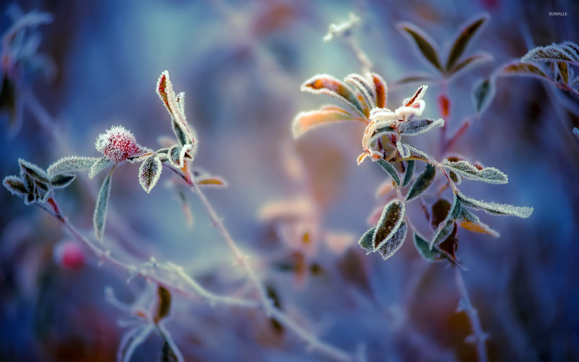 Frosty Photos, Download The BEST Free Frosty Stock Photos & HD Images