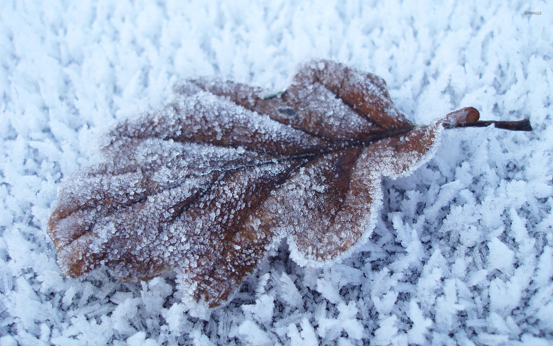 Frozen leaf wallpaper - Photography wallpapers - #24967