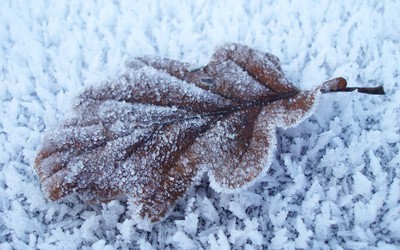 Frozen leaf Wallpaper