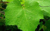 Grape leaf with water drops wallpaper 1920x1200 jpg