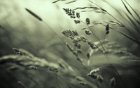 Grass [2] wallpaper 2560x1600 jpg