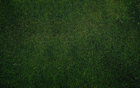 Green grass [4] wallpaper 1920x1080 jpg