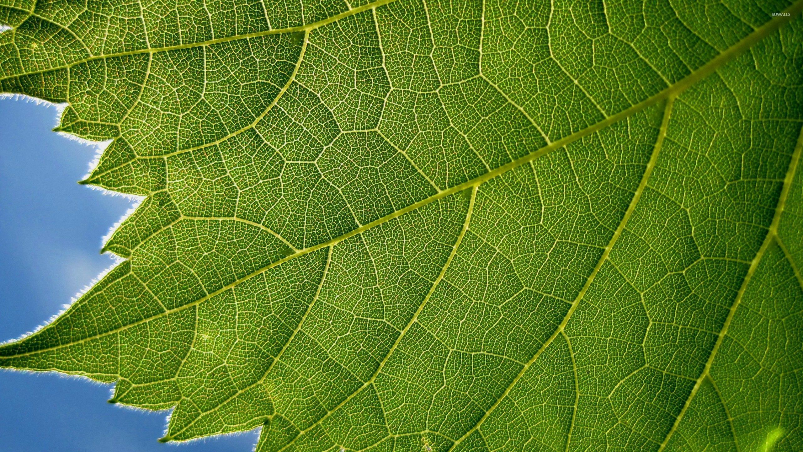 Green leaf close-up wallpaper - Photography wallpapers - #53760