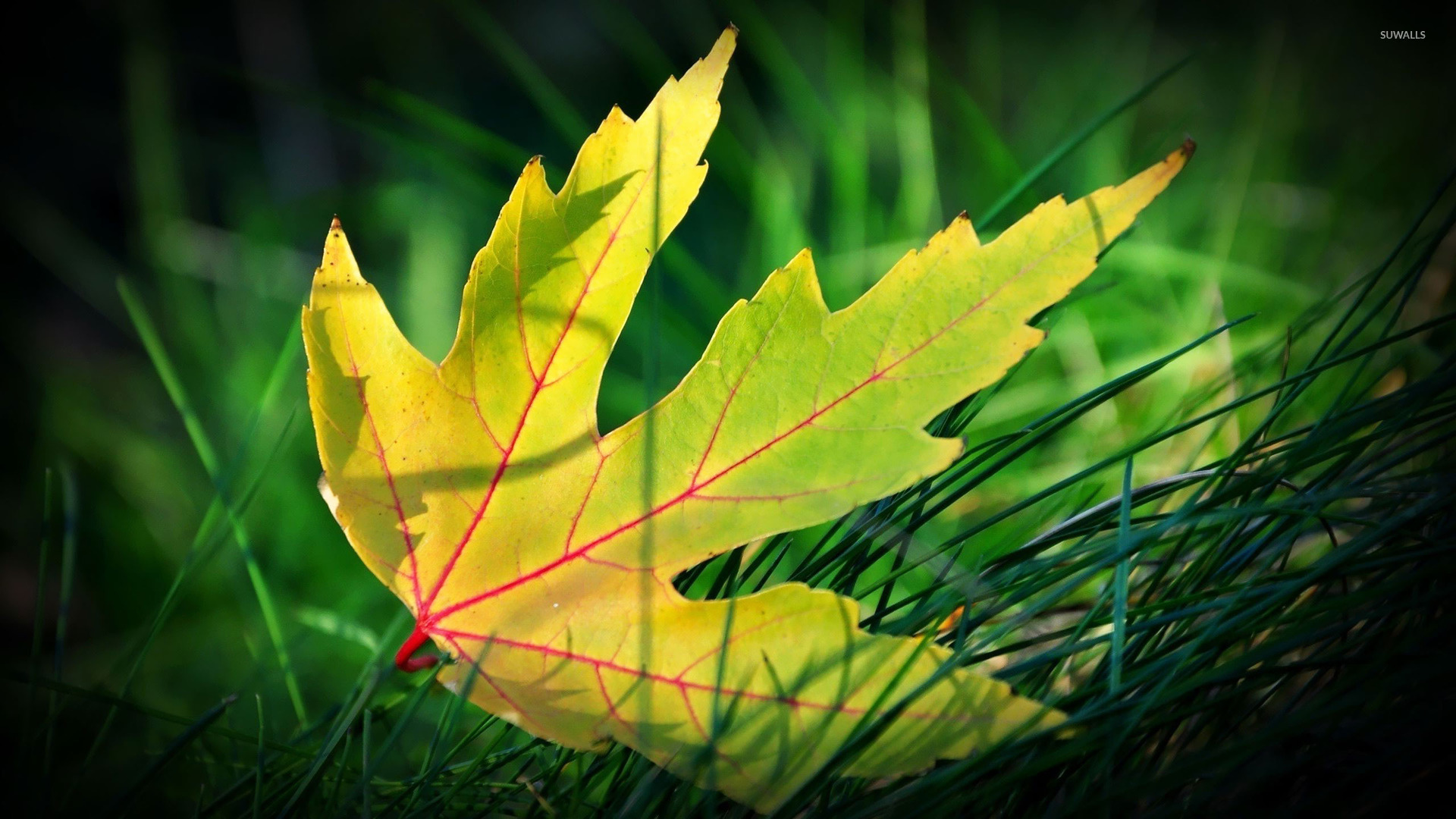 Green leaf in the grass wallpaper - Photography wallpapers - #18758