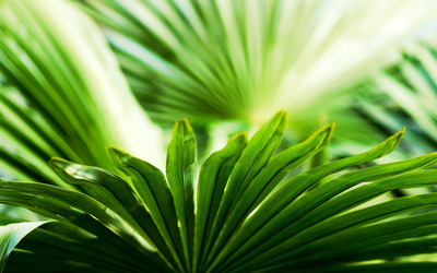 Green plant wallpaper