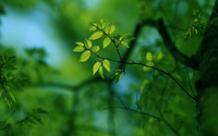 Green tree [2] wallpaper 2560x1440 jpg