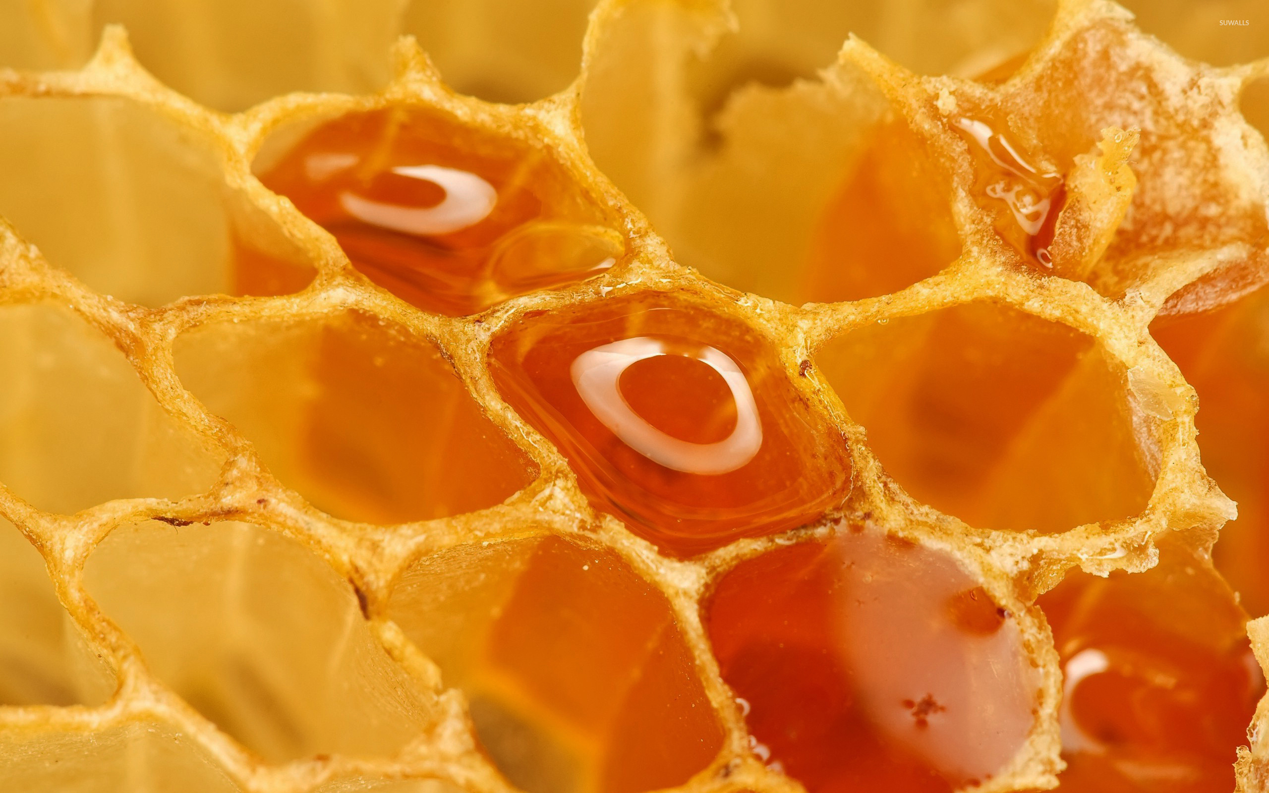 Honeycomb [4] wallpaper - Photography wallpapers - #18208