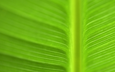 Leaf [3] wallpaper