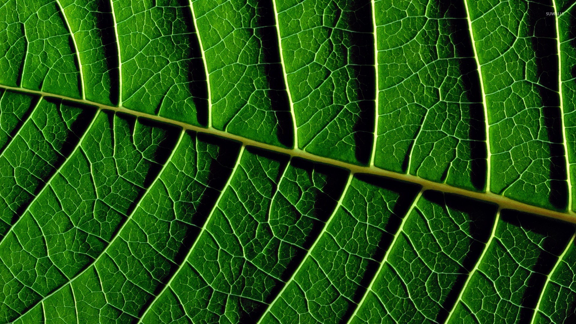 What Is The Main Vein Of A Leaf