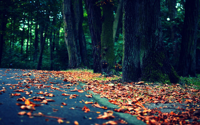 Leaves on the road Wallpaper