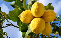 Lemons [2] wallpaper 2560x1600 jpg