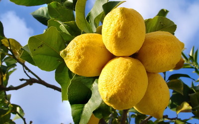 Lemons [2] wallpaper