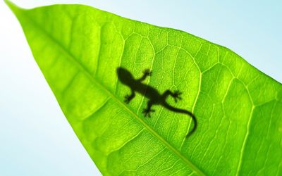Lizard silhouette through a leaf wallpaper
