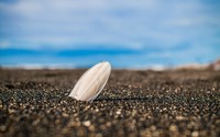 Lone shell in the sand wallpaper 1920x1200 jpg