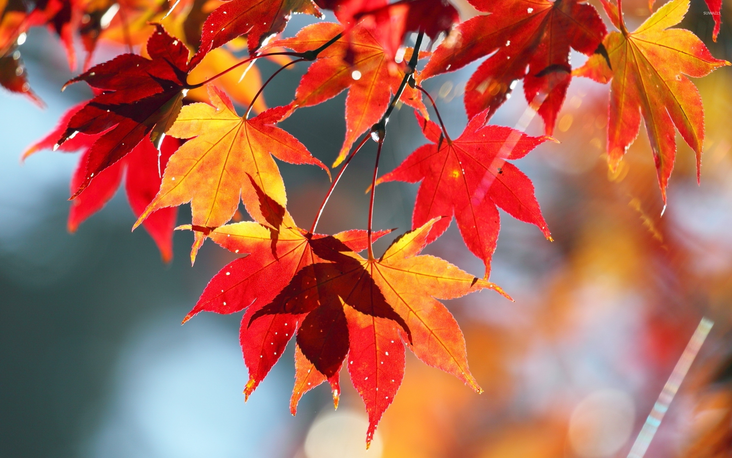 осень листья autumn leaves скачать