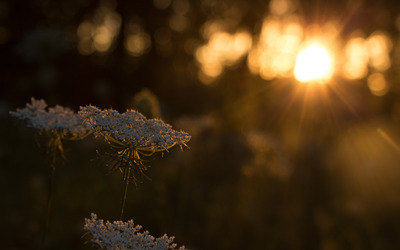 Milk Parsley in the sunset Wallpaper