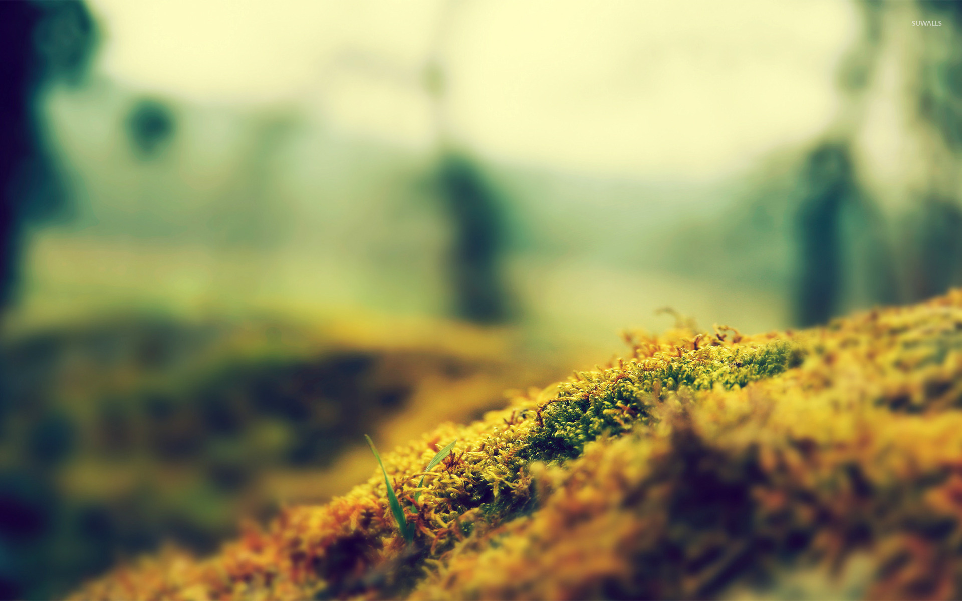 Moss wallpaper - Photography wallpapers - #14643