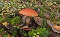 Mushroom [5] wallpaper 1920x1200 jpg