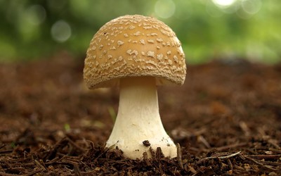 Mushroom wallpaper