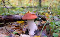 Mushroom with autumn leaves on top wallpaper 3840x2160 jpg