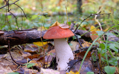 Mushroom with autumn leaves on top wallpaper