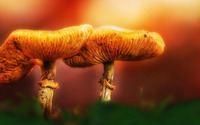 Mushrooms [12] wallpaper 1920x1200 jpg
