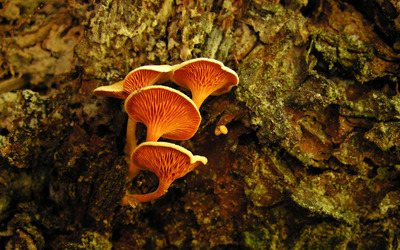 Mushrooms [13] wallpaper