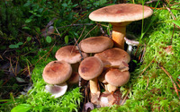 Mushrooms [14] wallpaper 2560x1600 jpg