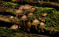 Mushrooms [6] wallpaper 1920x1080 jpg