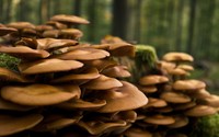 Mushrooms [3] wallpaper 2560x1600 jpg