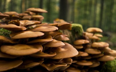 Mushrooms [3] wallpaper