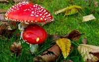Mushrooms [2] wallpaper 2560x1600 jpg