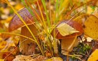 Mushrooms [5] wallpaper 2560x1600 jpg
