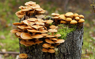Mushrooms growing on a tree trunk wallpaper