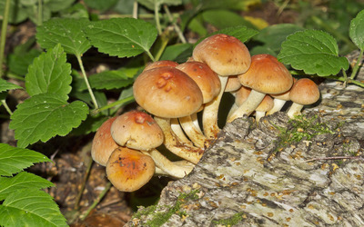 Mushrooms growing on a tree trunk [2] Wallpaper