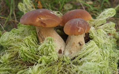 Mushrooms in a grass nest wallpaper