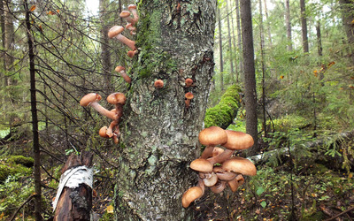 Mushrooms on a tree wallpaper