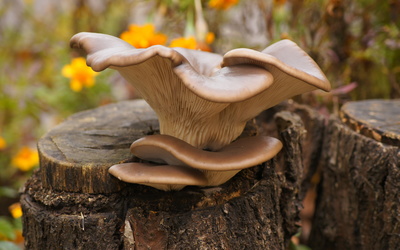 Mushrooms on a tree trunk Wallpaper