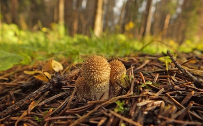 Mushrooms with spikes wallpaper