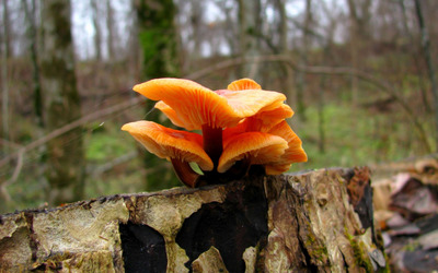 Orange mushrooms on a tree trunk wallpaper